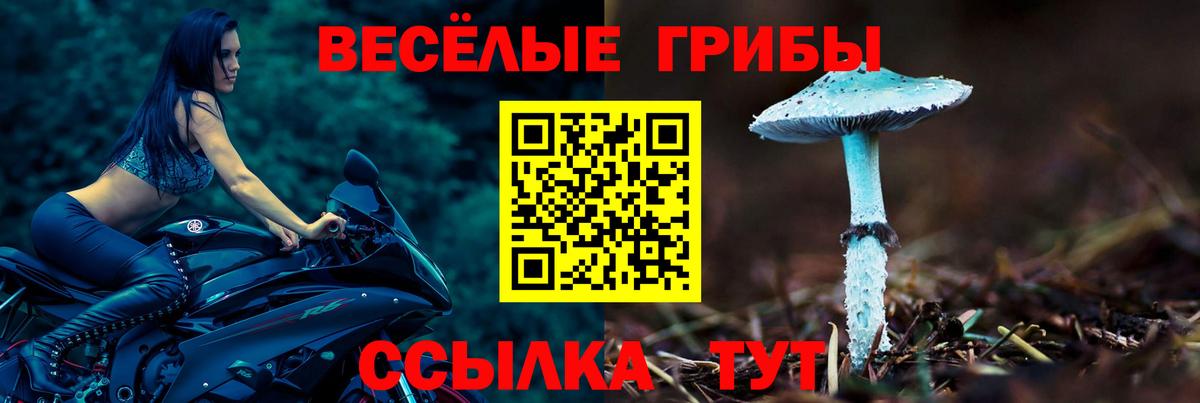 Галлюциногенные грибы Psilocybe Ступино